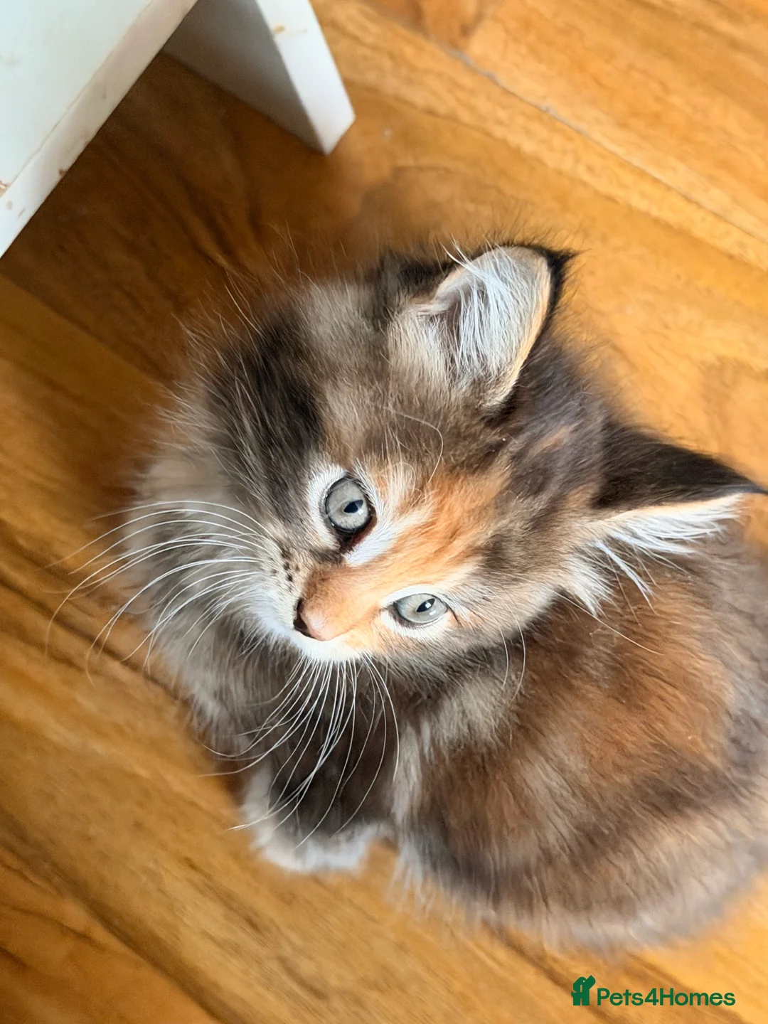 Maine Coon cats for sale: Maine coon kittens - Advert 19