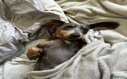 Miniature Dachshund dogs for sale: Stunning miniature dachshund puppies  - Image 6