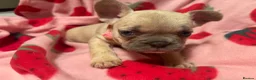 French Bulldog dogs for sale: KC French Bulldog puppies  - Advert 19