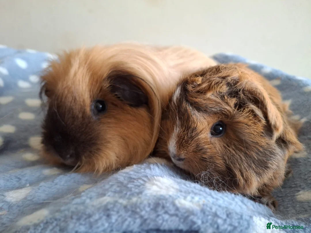 Guinea Pig rodents for sale: Various bonded pairs baby/young boy guineas pigs - Advert 3