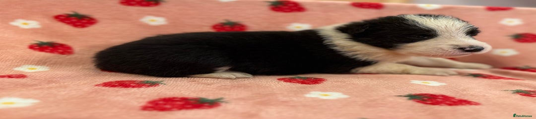 Border Collie Puppy 2