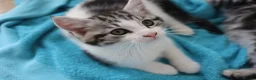 Mixed Breed cats for sale: Litter of 5 Kittens, 11 Weeks Old - Advert 18