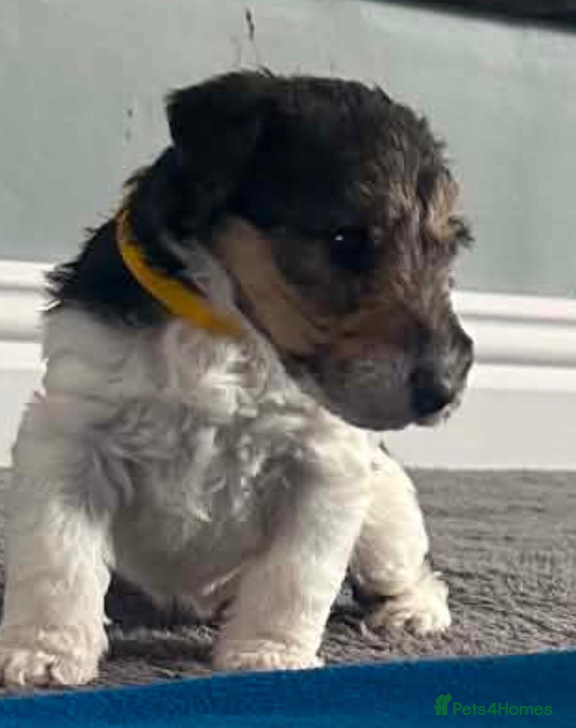 Fox Terrier dogs for sale: Wire haired fox terrier - Advert 23