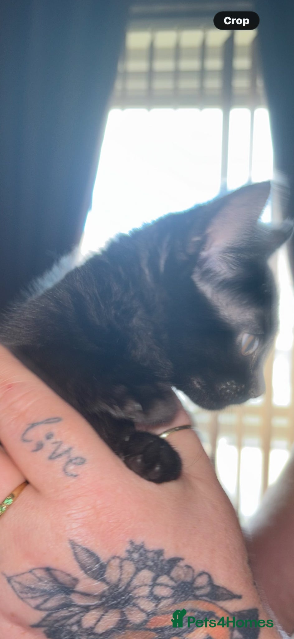 Bengal cats STUNNING BLACK MELANISTIC FEMALE BENGAL KITTEN  - Advert 20