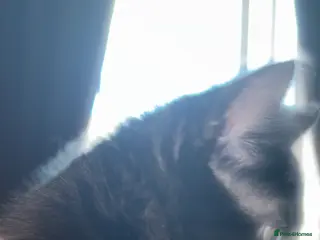 Bengal cats STUNNING BLACK MELANISTIC FEMALE BENGAL KITTEN - Advert 19