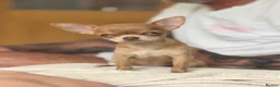 Chihuahua dogs for sale: Female chihuahua  - Advert 2