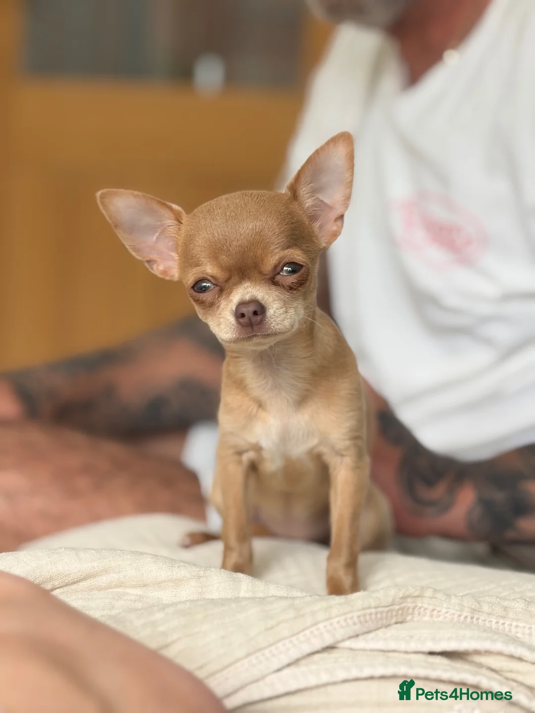 Chihuahua dogs for sale: Female chihuahua  - Advert 2