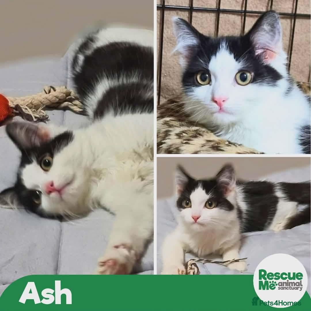 Mixed Breed cats for adoption: Ash - sweet shy kitten - Advert 2