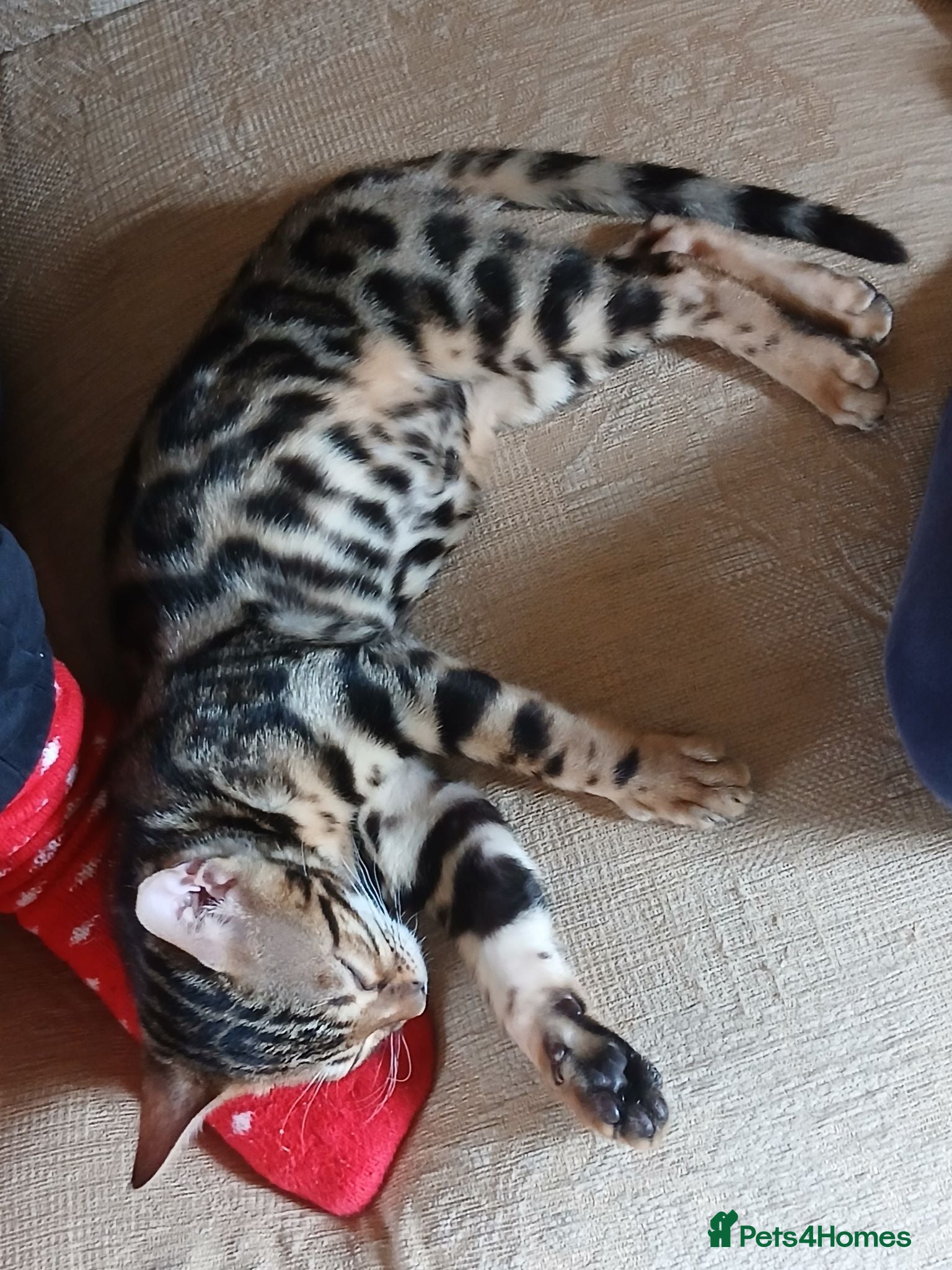 Bengal cats Family raised TICA Bengal kittens READY NOW - Advert 4