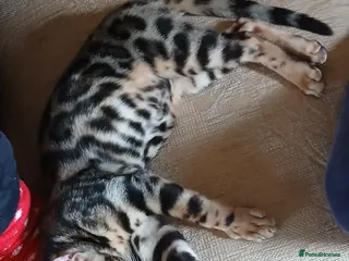 Bengal cats Family raised TICA Bengal kittens READY NOW - Advert 4
