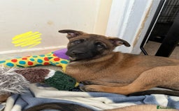 Belgian Shepherd Dog dogs for sale: Belgian Malinois puppies🐾 - Image 19