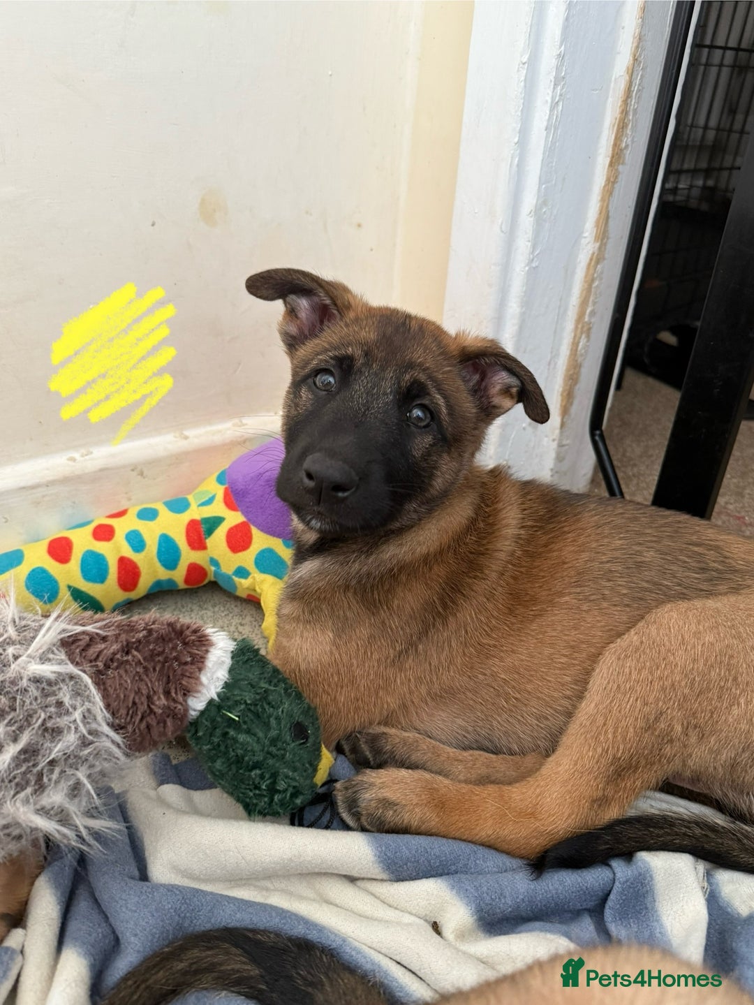 Belgian Shepherd Dog dogs for sale: Belgian Malinois puppies🐾 - Image 19