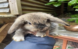 Mini Lop rabbits for sale: Pure Bred Mini Lop Bunnies  - Image 17