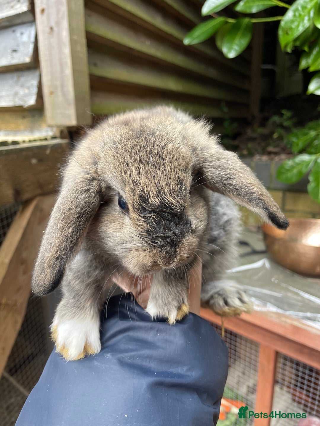 Mini Lop rabbits for sale: Pure Bred Mini Lop Bunnies  - Image 17