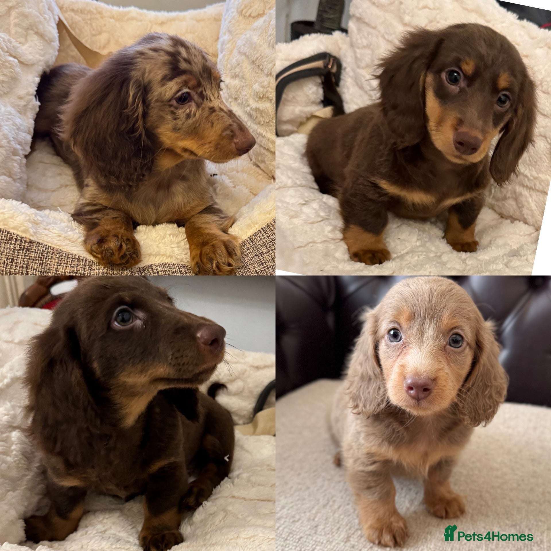 Miniature Dachshund dogs Dachshund miniature long hair  - Advert 5