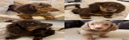 Miniature Dachshund dogs for sale: Dachshund miniature long hair  - Advert 4