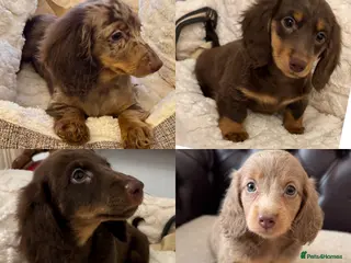 Miniature Dachshund dogs Dachshund miniature long hair - Advert 5