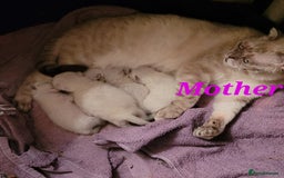 Scottish Fold cats for sale: Scottish fold kittens with blue eyes  - Image 22