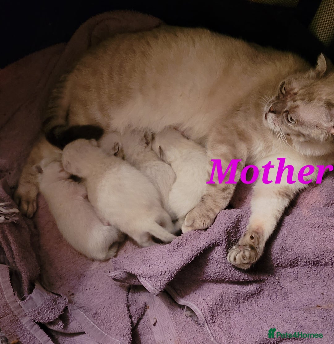 Scottish Fold cats for sale: Scottish fold kittens with blue eyes  - Image 22