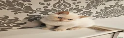 British Shorthair cats for sale: Blue eyes Flame Point British Shorthair kitten in Oldbury - Advert 7