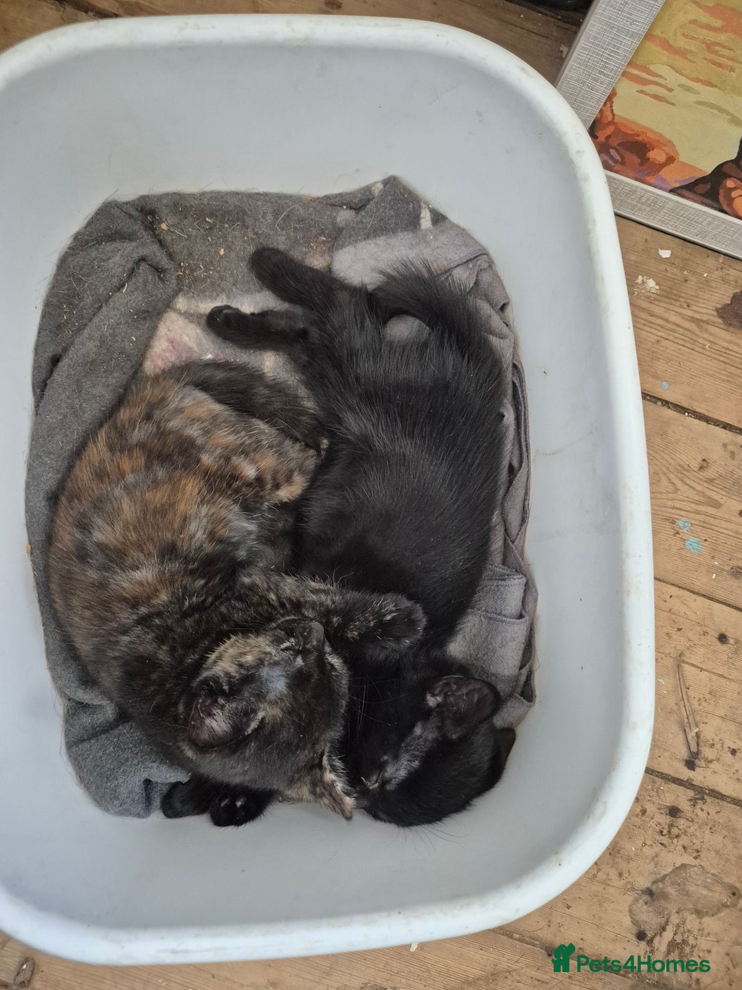 Mixed Breed cats for sale: Adorable kittens  - Image 6