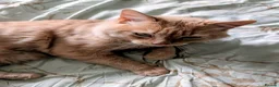 Mixed Breed cats for sale: Cuddly indoor male cat needing new home. - Advert 5