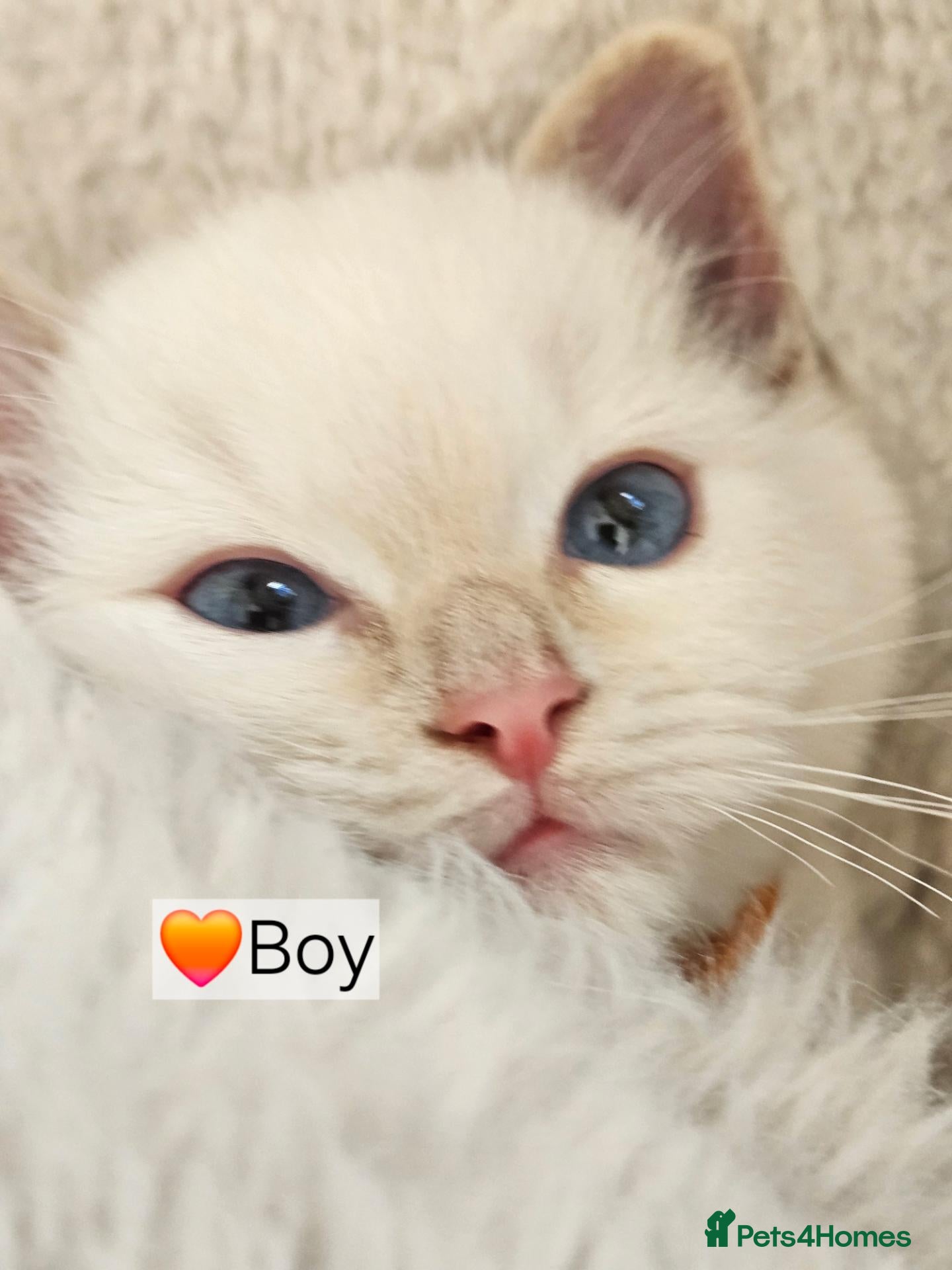 Ragdoll cats Pure Ragdoll Kittens Ready Leave Now  - Advert 1