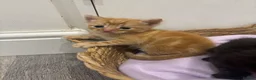 Mixed Breed cats for sale: Beautiful Kittens Looking for Their Forever Homes - Advert 3
