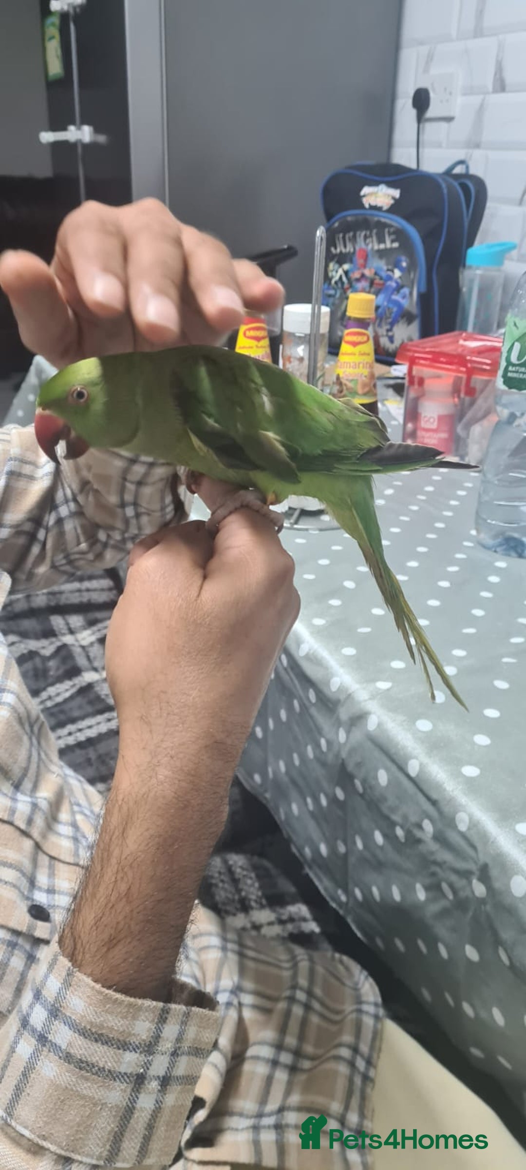 Parakeets birds for sale: Indian ringnecks babies with DNA  - Image 4