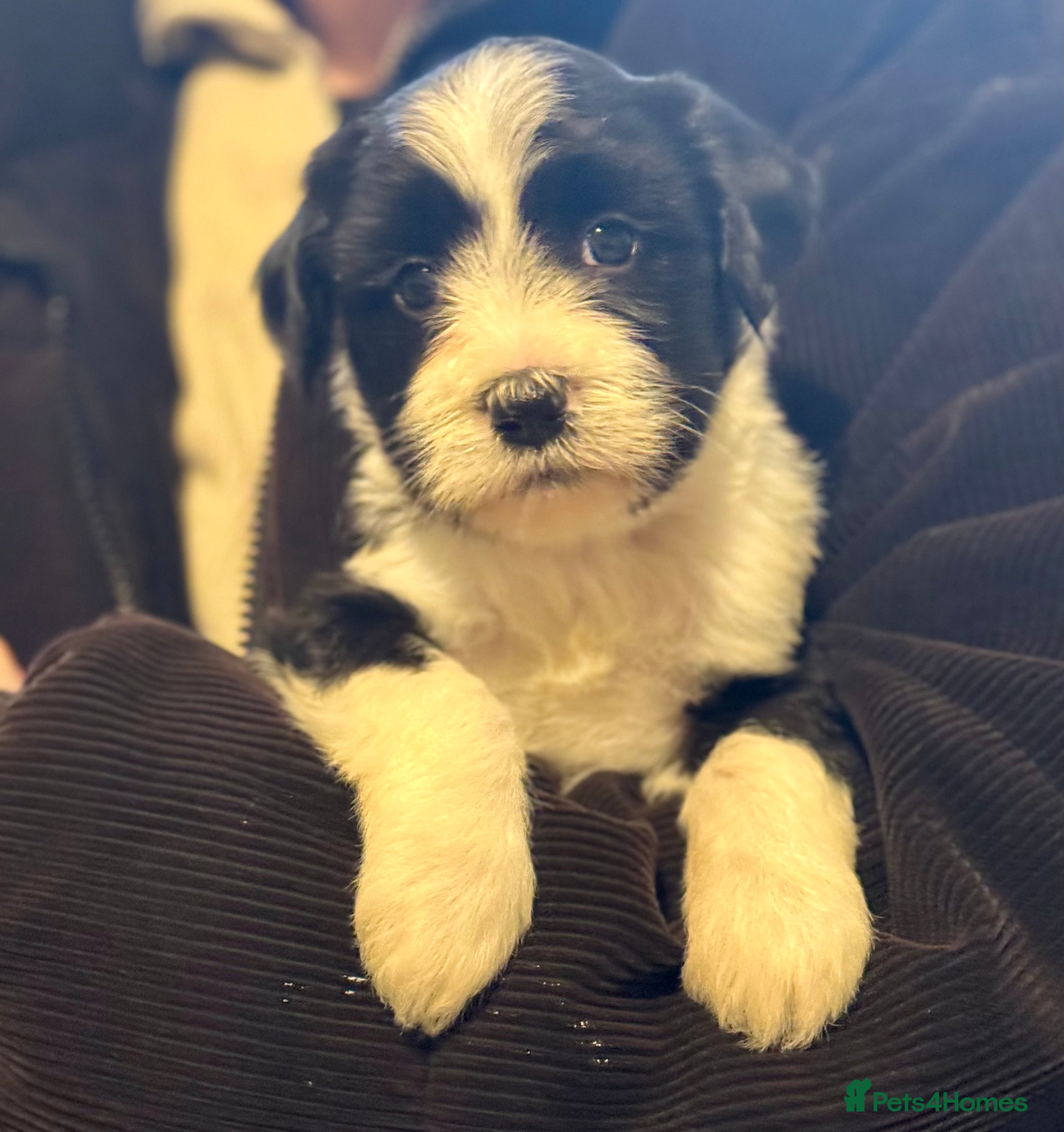 Tibetan Terrier dogs Lovely Litter of KC Reg Tibetan Terrier puppies  - Advert 1