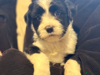 Tibetan Terrier dogs Lovely Litter of KC Reg Tibetan Terrier puppies - Advert 2