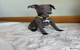 Whippet dogs for sale: Beautiful whippets puppies  - Image 5