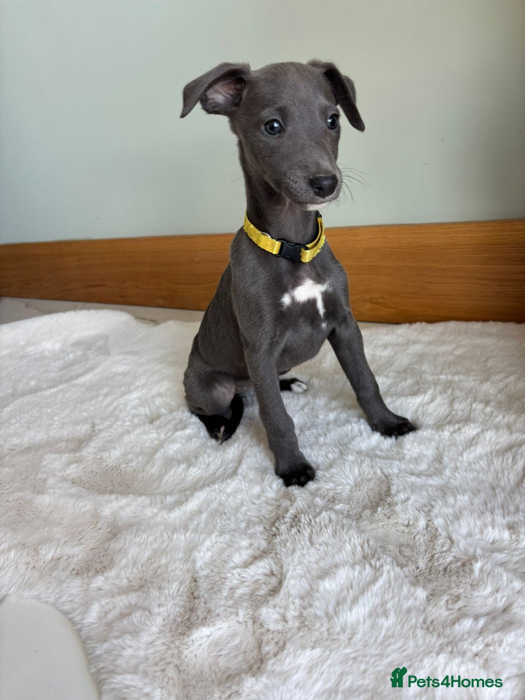 Whippet dogs for sale: Beautiful whippets puppies  - Image 5