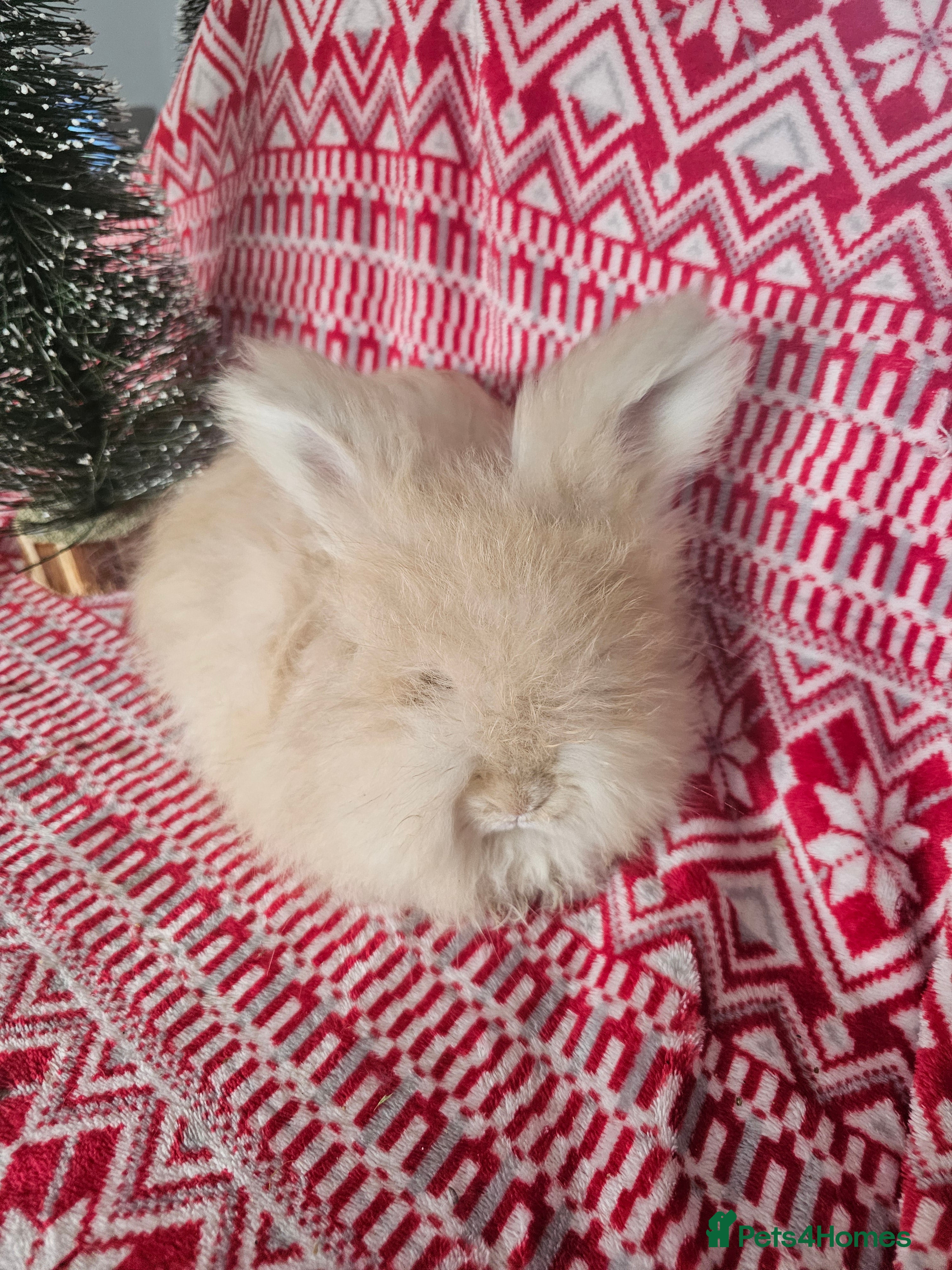 Angora rabbits Beautiful Angora kit - Advert 3