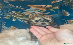 Shihpoo dogs for sale: 1 beautiful Sable shihpoo boy  - Image 1