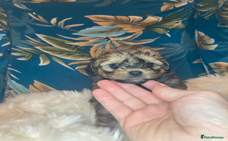 Shihpoo dogs - Advert 4