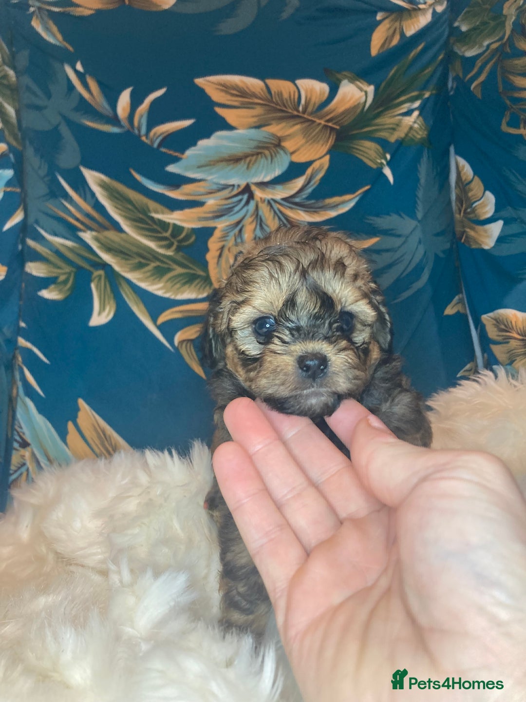 Shihpoo dogs for sale: 1 beautiful Sable shihpoo boy  - Image 1