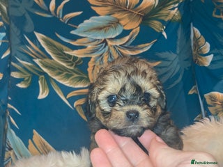 Shihpoo dogs - Advert 35