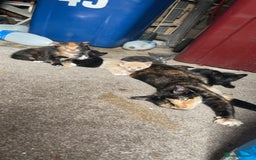 Mixed Breed cats for sale: 2 black kittens for sale £50 - Image 5