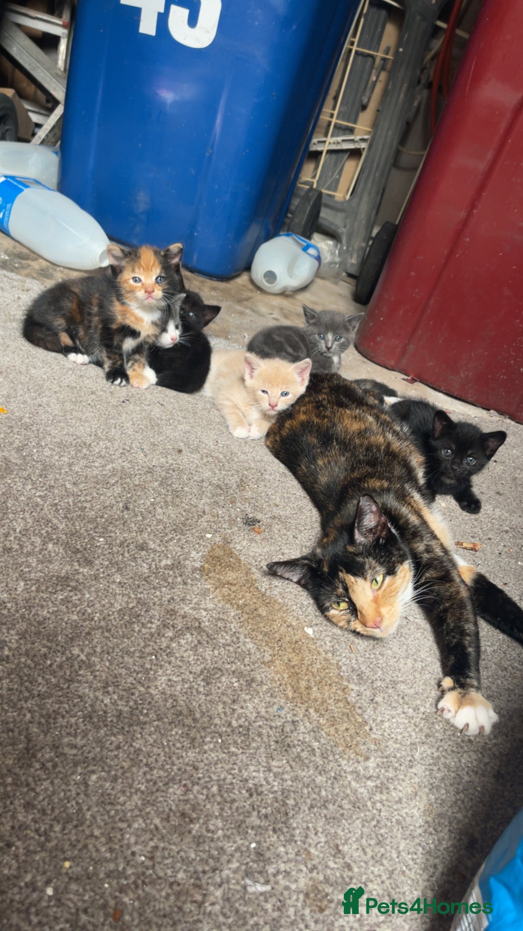 Mixed Breed cats for sale: 2 black kittens for sale £50 - Image 5