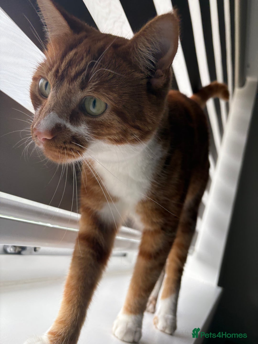 Mixed Breed cats for sale: Beautiful male cat  - Advert 4