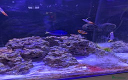 Butterfly Fish fish for sale: SOLD Marine fish  - Image 2