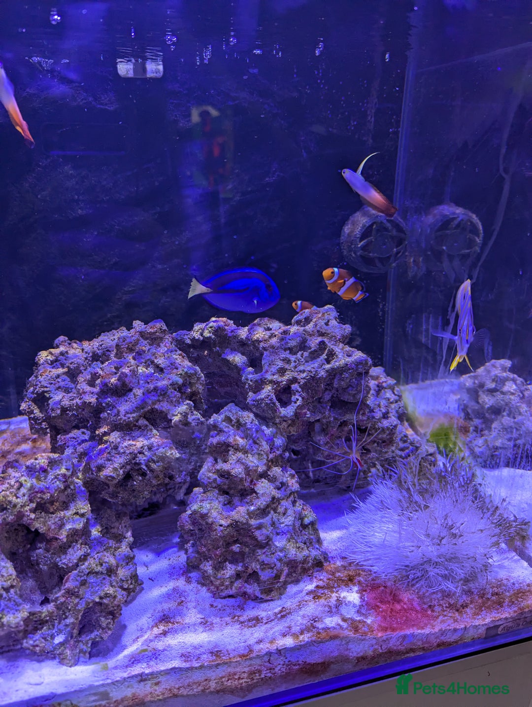 Butterfly Fish fish for sale: SOLD Marine fish  - Image 2