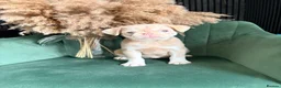Pug dogs for sale: Two pink pug females 💖 - Advert 8