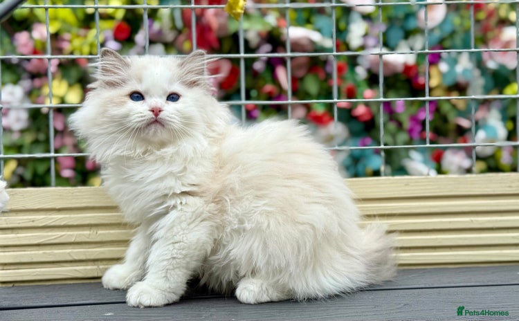 Ragdoll cats - Advert 1