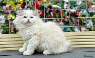 Ragdoll cats - Advert 8