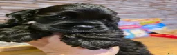 American Cocker Spaniel dogs for sale: American cocker spaniels puppies - Advert 13
