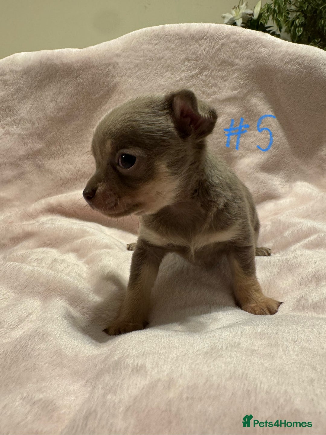 Chihuahua dogs for sale: KC Reg short-hair Chihuahua apple-headed puppies - Advert 39