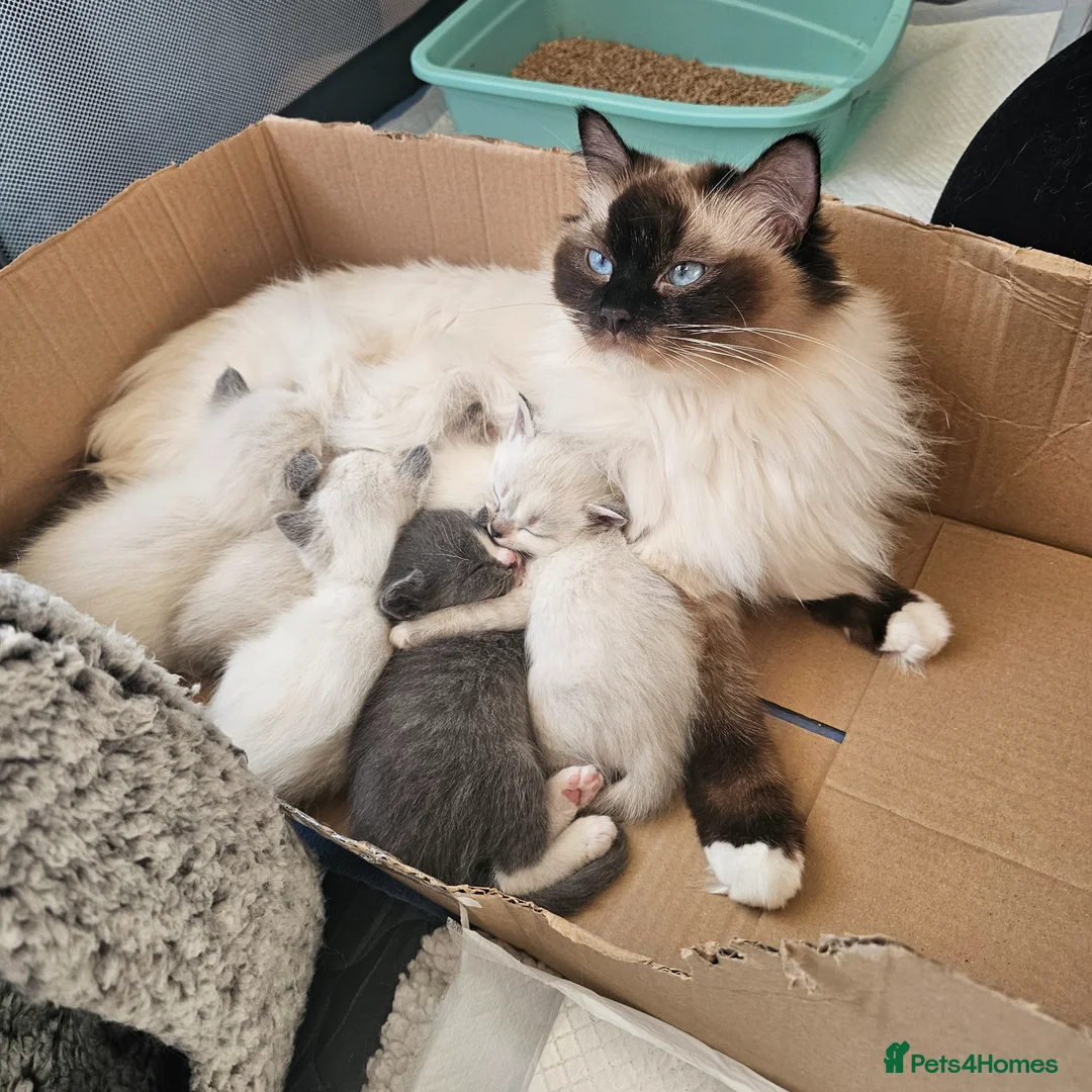 Mixed Breed cats for sale: Ragdoll cross kitten's - Advert 1