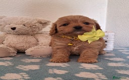 Cavapoochon dogs for sale: 5 🌟 DNA tested Cavapoochon pups - Image 13
